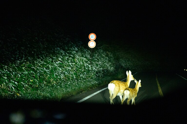 道路を横断するエゾシカの親子。最初はびっくりしたものの、あまりにも何度も遭遇するので徐々に驚きが薄くなっていく。これが知床の「日常」。