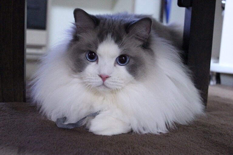 キャー ♂ 10歳。ちゃぶ台の下で紐遊びをするのが大好きです。