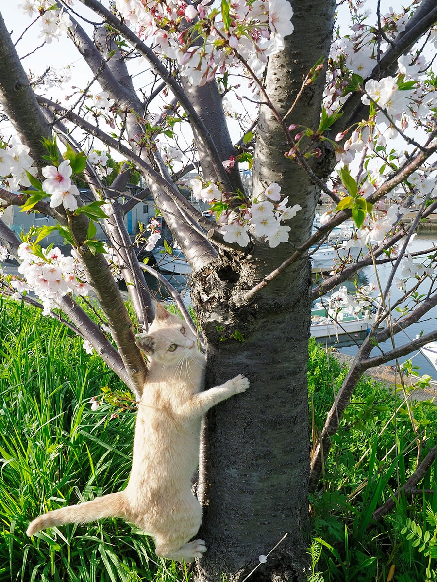 「今年も『桜』が咲いたのニャァ～～♪」