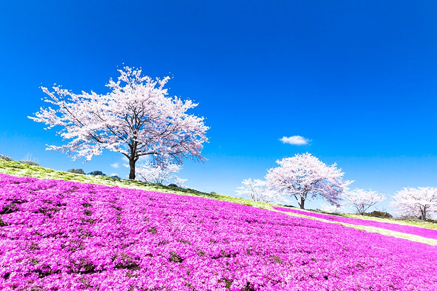【千葉県】東京ドイツ村の桜と芝桜。写真：hanasanka_zyzy/イメージマート