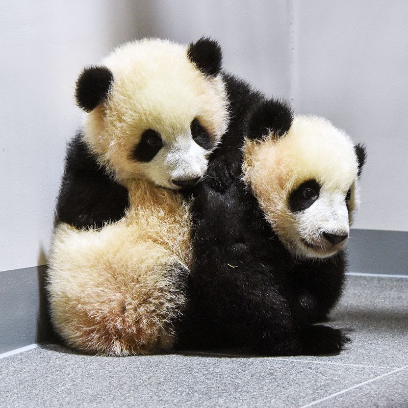 2021年6月に自然交配で生まれた双子。シャオシャオ（左）が雄で、レイレイ（右）が雌。母親（シンシン）離れは間近だ。21年12月撮影／写真提供 （公財）東京動物園協会