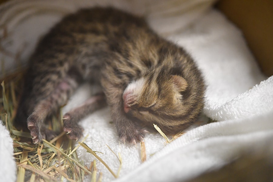 すやすや眠る赤ちゃん。提供：よこはま動物園ズーラシア