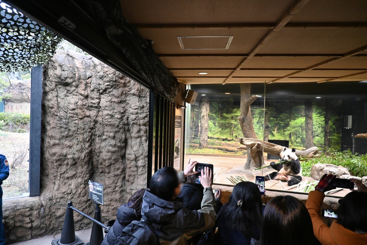 検疫中のため、屋外（写真の左側）に出ないで過ごすレイレイ。（2026年1月20日、筆者撮影）