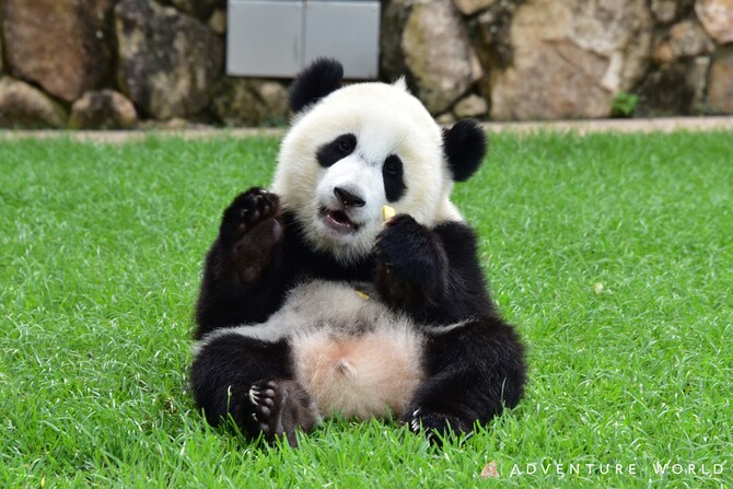 ピコンとした頭の毛がトレードマークの結浜。©アドベンチャーワールド