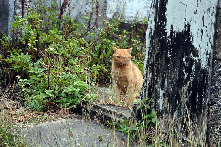 人口は20名ほどですが、猫の方が多く60数匹暮らしています。