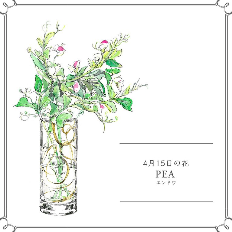 4月15日の花「エンドウ」