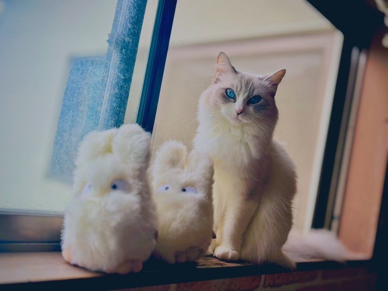 シエロ ♀ 6歳。「小トトロのもふもふ感と色味が似ていたので並べてみたらあまりにもかわいかったです」（飼い主さんより）。