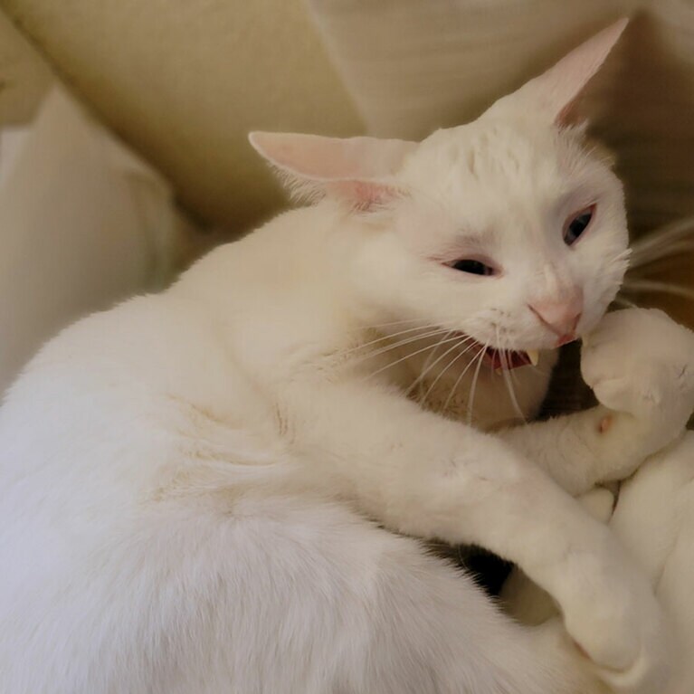 シロ ♂ 4歳。揺れるまなざし（潦 昶さん）