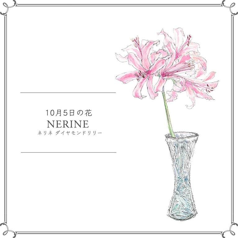 10月5日の花「ネリネ ダイヤモンドリリー」