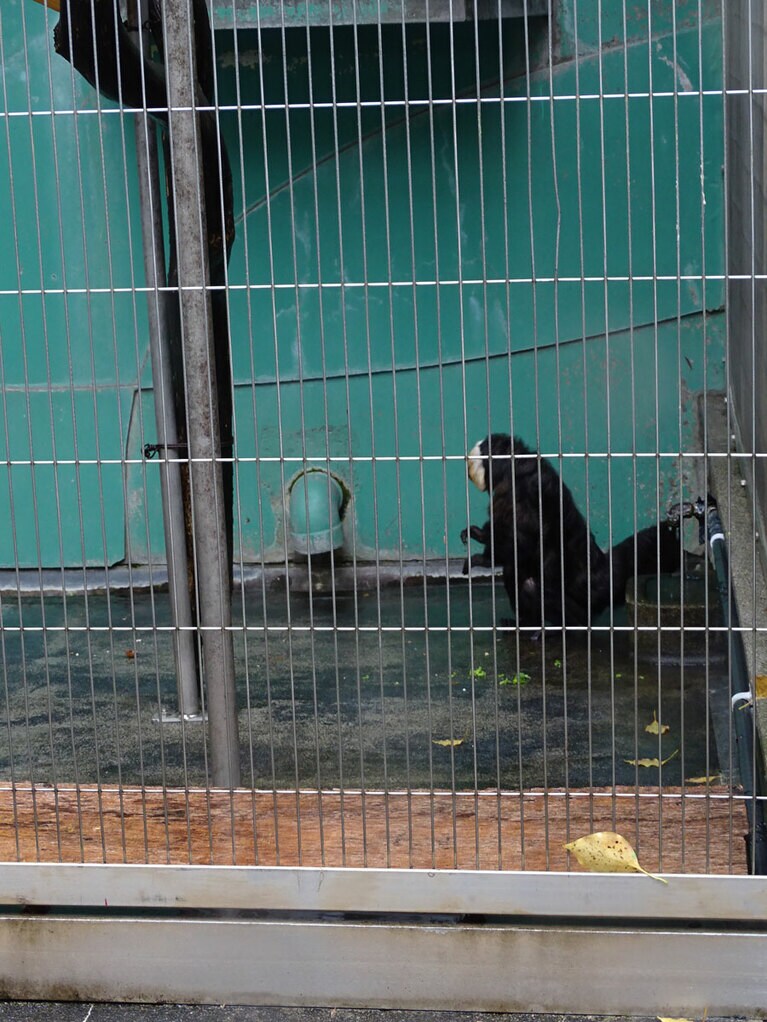 モップくん、さっそうと登場！