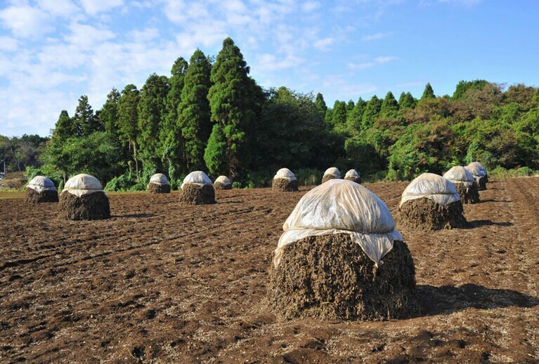 落花生の野積み「ぼっち」。