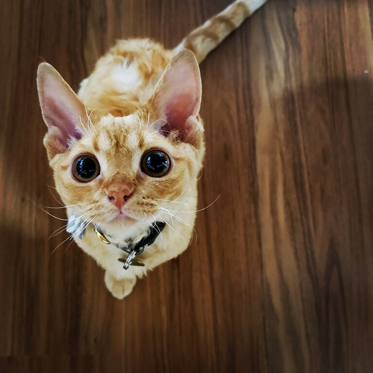 エマ ♀ 2歳。きゅるるん顔の先にはいつも食べ物！笑。可愛い小さな食いしん坊は今日もきゅるるん全開♡