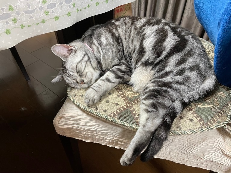 いつもうとうと。