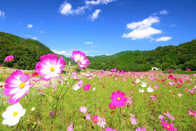 東三瓶フラワーバレーのコスモス。