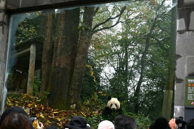 ガラス越しで公開されている雅安基地のシャンシャン（2024年12月8日、筆者撮影）