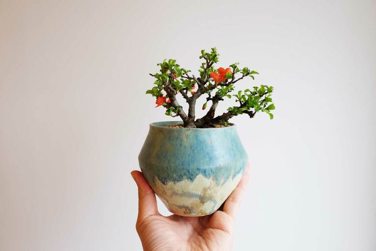 長寿梅（鉢：あよお金澤尚宣）。