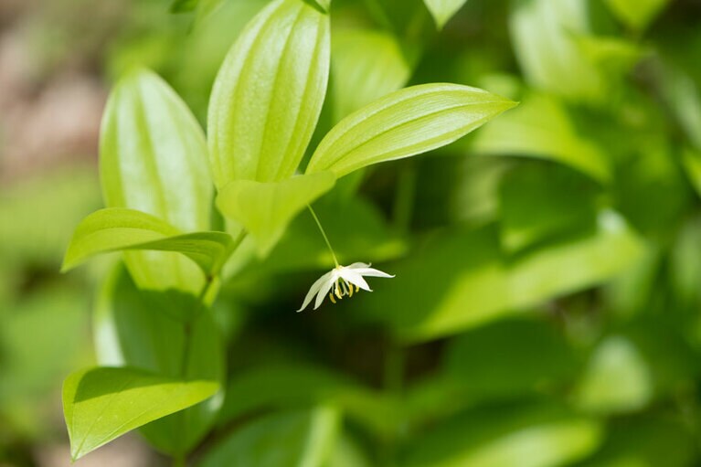 オオチゴユリ：イヌサフラン科。春の野草たちが終わりを迎えるころ、雑木林の木陰で開花。茎の先端には1cm前後の純白の花がうつむいて可憐に咲きます。