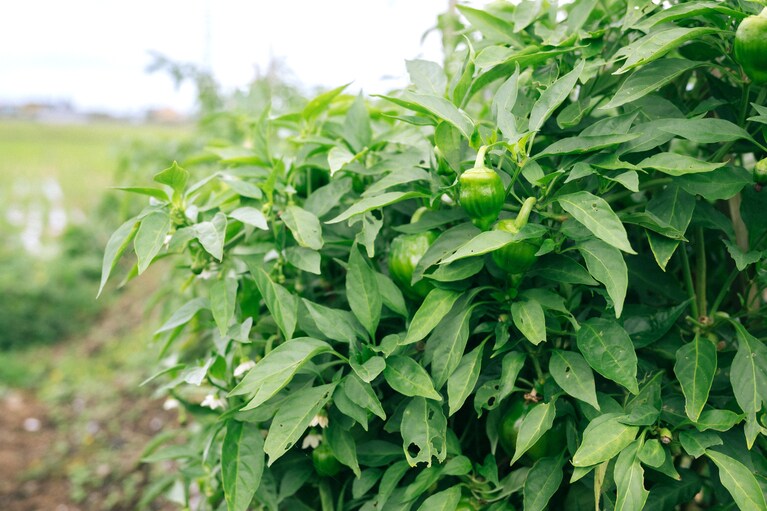 畑には新潟県中越地方の伝統野菜、かぐら南蛮も。唐辛子の一種で、ゴツゴツとした見た目が神楽面に似ていることからその名がついたといわれています。