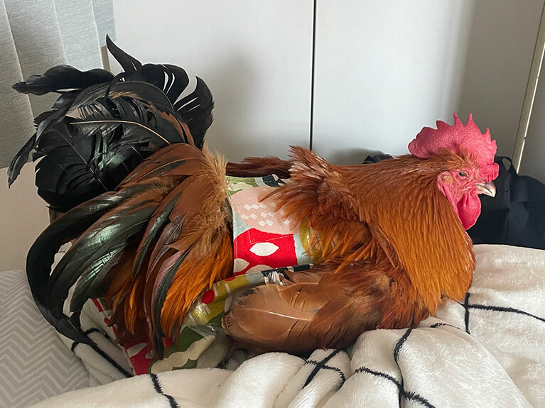 鶏用オムツの「トリトレット」の着用が欠かせないという。