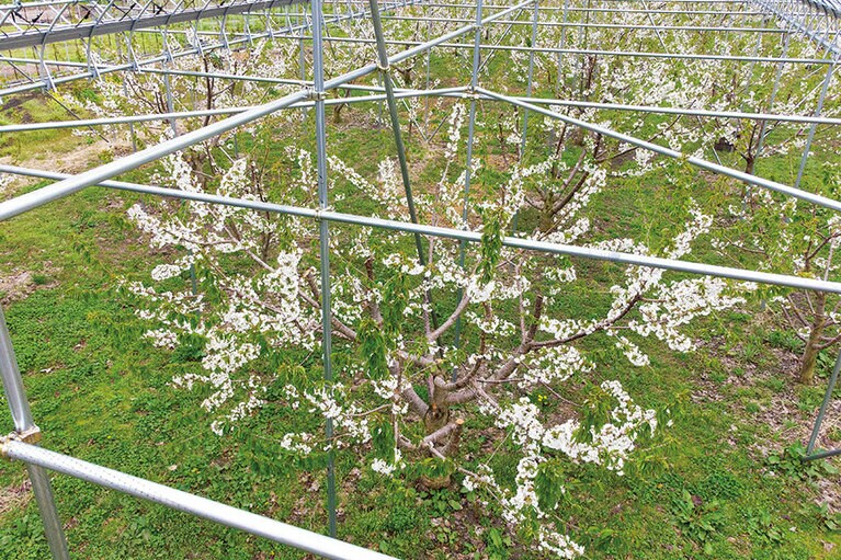 さくらんぼはハウスのパイプに沿って規則正しく植えられている。